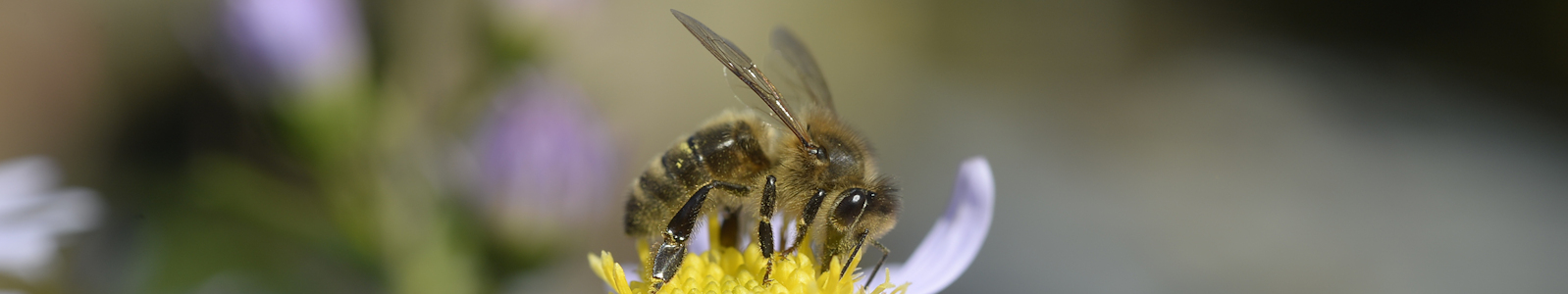 Zürcher Bienenfreunde